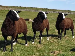 Zwartbles