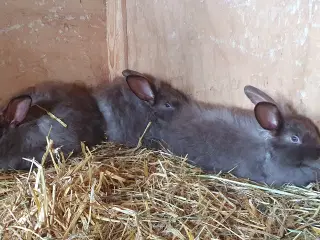Satinangora unger