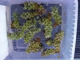 Salvania Natans
