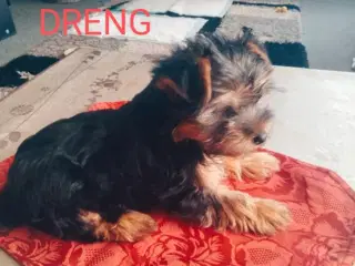 Yorkshire terrier en sød Hun og hund 14 uger.