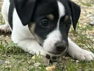 Dansk svensk gårdhund