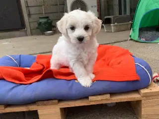 Mini Maltichon babyer er rejseklar
