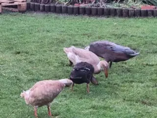 Løbeænder 