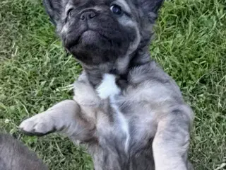 Fransk bulldog fluffy pige med stamtavle 