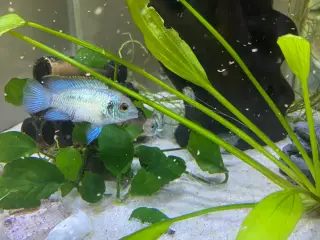 10 Electric blue unger