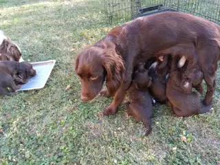 SPROCKER spaniel hvalpe