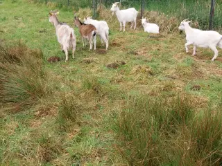 Geder (2 mødre + 4 gededyr) 