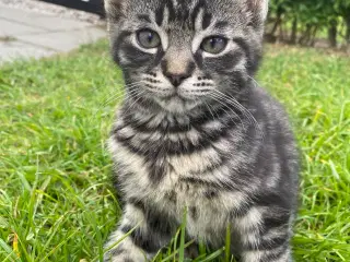 Polydactyl Maine coon blanding