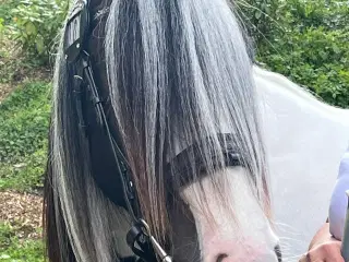 Tinker vallak 3 år, nem og ukompliceret.