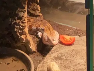 Blå tunget skink (med terrarium)