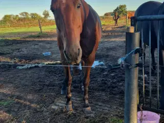 Selvskabs hest søger nyt hjem 