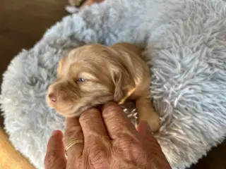 Ft cocker hvalpe