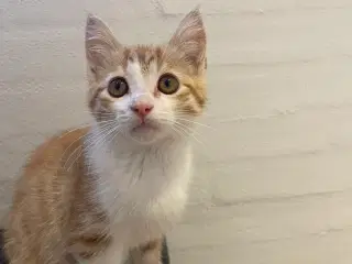 Kattekillinger 