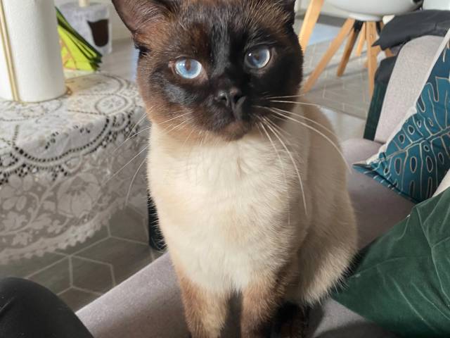 Kat