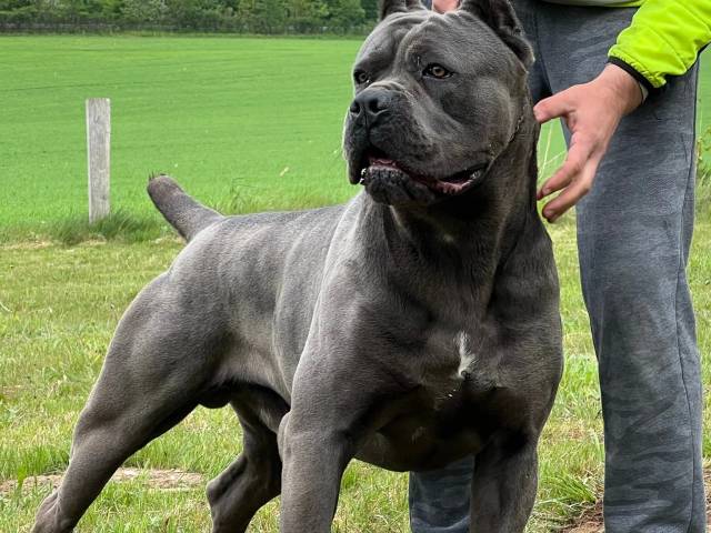 Cane Corso