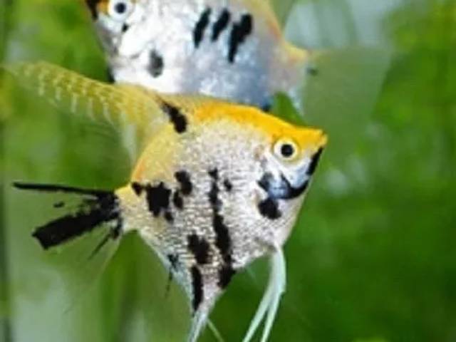 Scalar koi