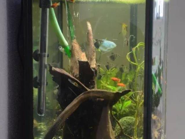 250 l akvarie