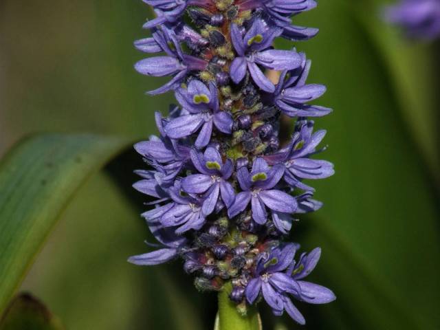 Blomster, stauder sælges.