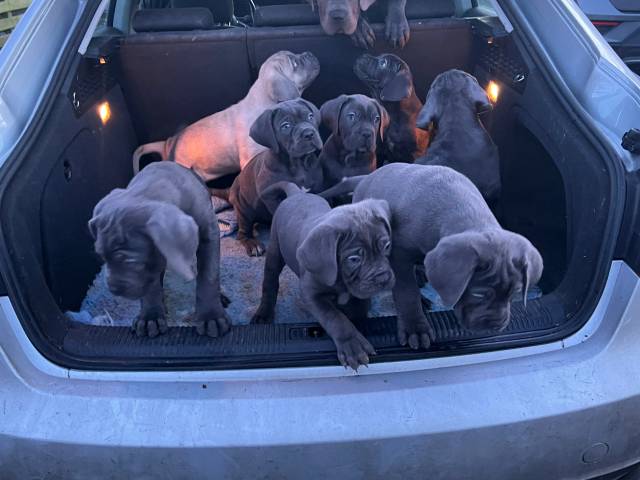 Cane Corso