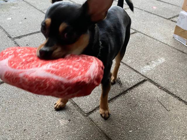 Parring/Chihuahua
