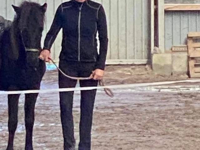 Islænder hoppe plag