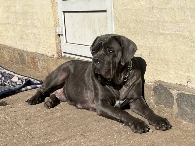 Cane Corso