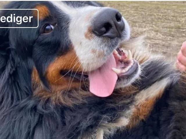 Danmarks bedste Berner 