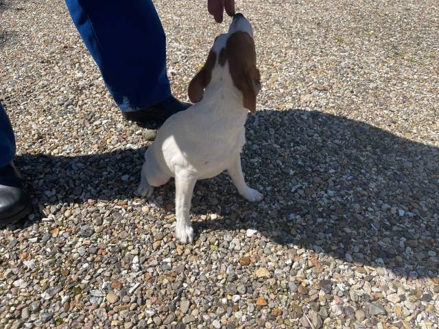 Hunde hvalpe