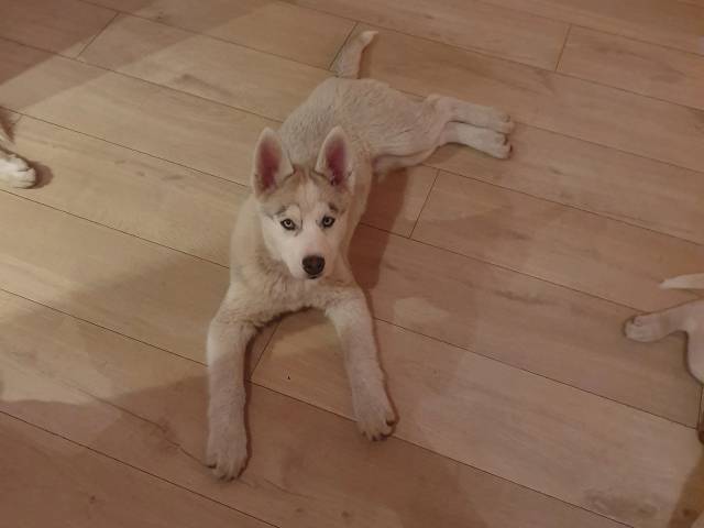 Siberian Husky hvalpe 