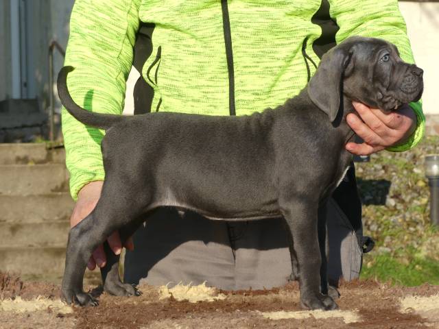 Cane Corso