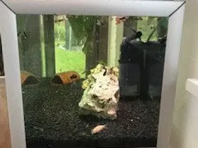 Akvarium m. fisk