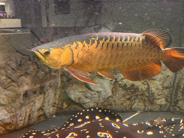 Af Golden arowana