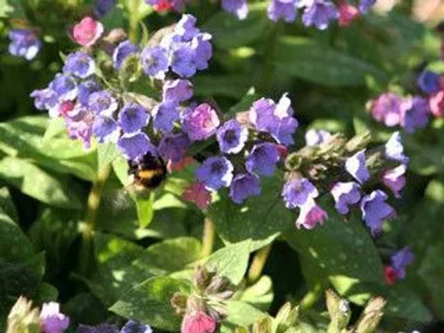 Blomster, stauder sælges.
