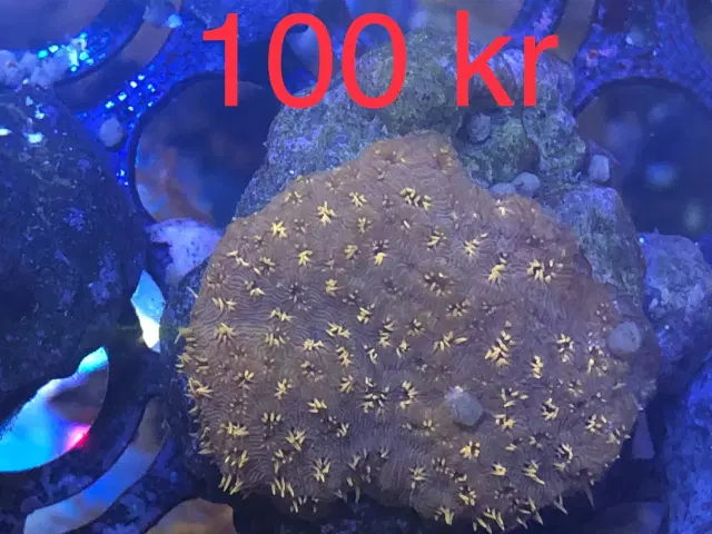 Koraller