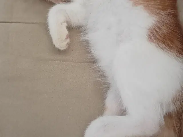 Rød og hvid killing | Åbyhøj - GulogGratis.dk