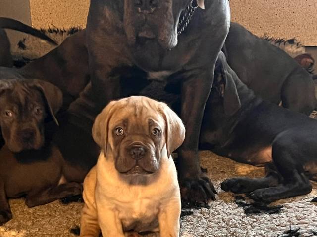 Cane Corso