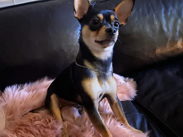 Parring/Chihuahua